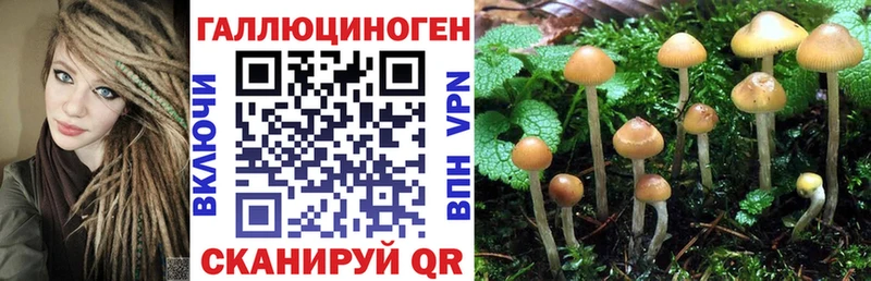 цены   Олонец  hydra как войти  Галлюциногенные грибы Psilocybe 
